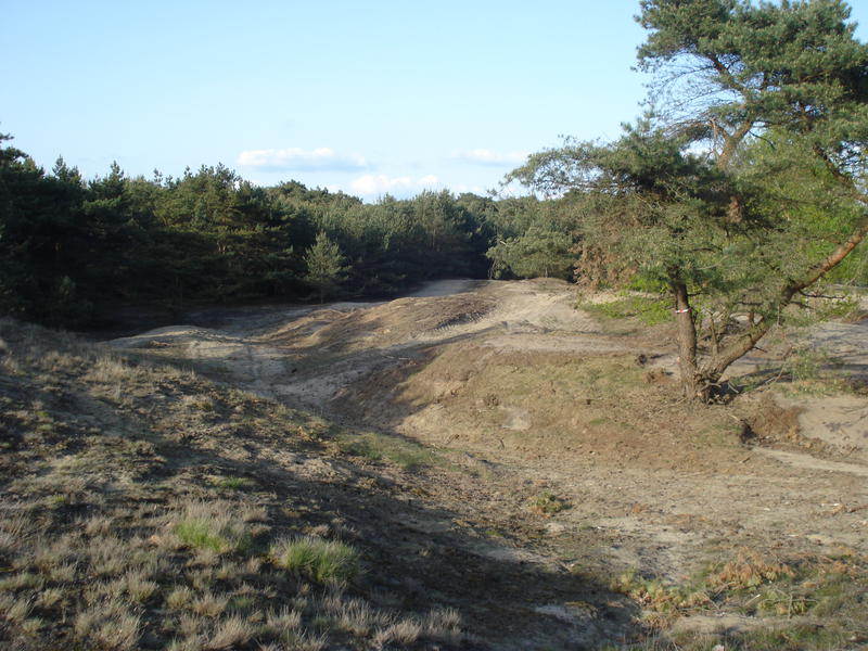 sand and pine forests