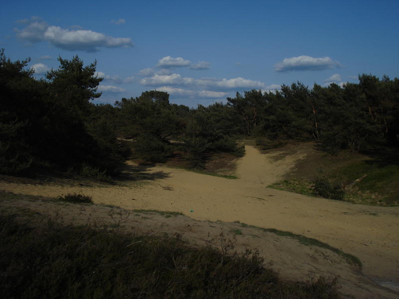 Sandy areas and pine forests.